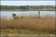 De quelles races est-il le croisement ?