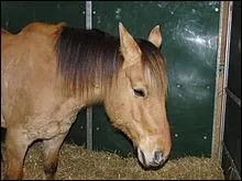 Est-il calme ou plutt fougueux ?