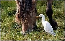 En quelle anne a-t-il t reconnu par les haras nationaux ?