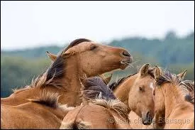 Combien pse-t-il environ ?