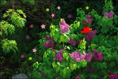 A la Saint-Flix, tous les___________sont fleuris.