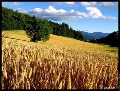 Anne gele, anne de___________ .