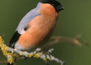 Quiz Les oiseaux de nos jardins