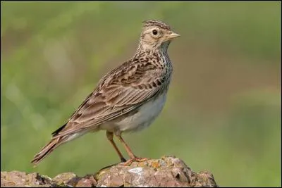 Quel est celui-là ?