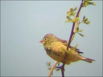 Quel est ce petit oiseau ?
