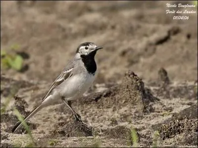 Quel est le nom de cet oiseau ?