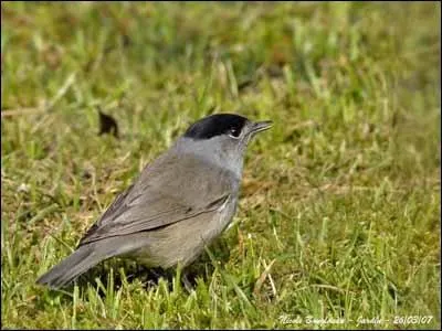 Quel est cet oiseau ?