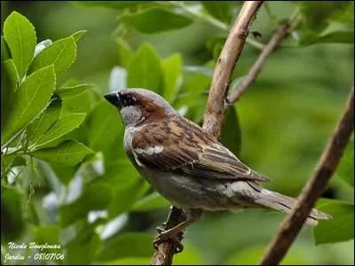 Quel est cet oiseau ?