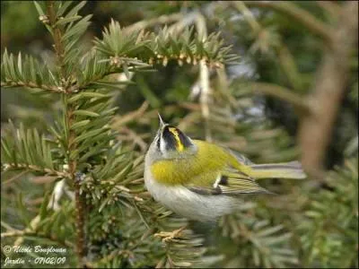 Reconnaissez-vous celui-ci ?