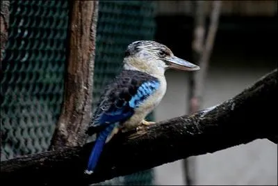 Terminons avec quatre hommes et une femme : Ca fait rire les oiseaux / Ca fait chanter les abeille !