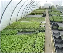 Qu'est-ce qu'une ppinire ?