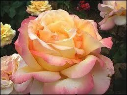 Cette famille de rosiristes porte le mme nom qu'une de leur cration, quel est le nom de cette rose ?