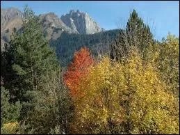 Quelle est la diffrence fondamentale entre arboriculture et sylviculture ?