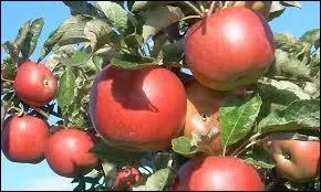 Quels fruits peut-on inclure dans la pomiculture ?