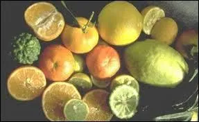 Comment appelle-t-on la culture des oranges ?