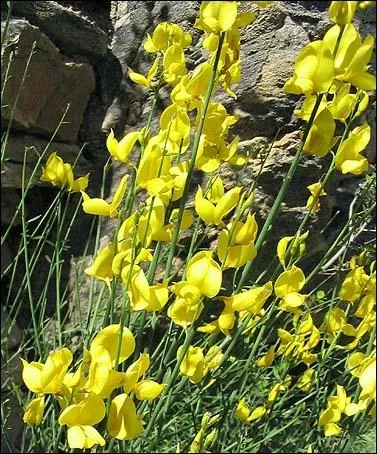 Avec les ajoncs, ils forment  partir du printemps d'importants buissons jaunes, souvent trs odorants.