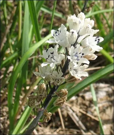 On l'appelle aussi  jacinthe romaine . Elle doit son nom au fondateur du jardin des plantes de Montpellier.
