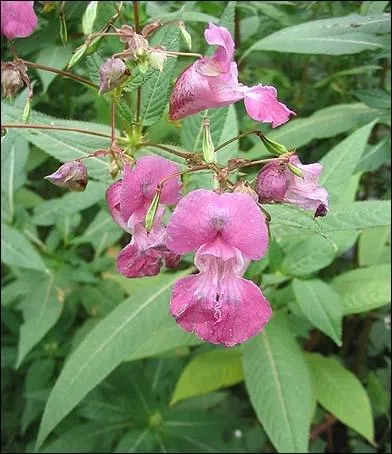 Elles sont aussi nommes  impatiences . Ce sont des grandes plantes fleurissant de l't au dbut de l'automne au bord des cours d'eau.