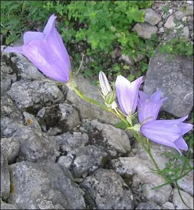 Les fleurs, assez grandes, sont gnralement violettes ou bleues. Le calice a 5 dents troites, la corolle se dessine en cloche.