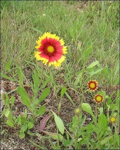 De la famille des astraces, elle regroupe des espces pour la plupart originaires d'Amrique du Nord. Elle doit son nom  un magistrat et botaniste amateur du XVIIIe sicle.