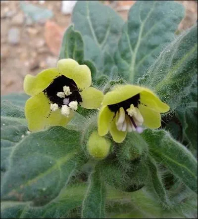 Moins dangereuse que le datura ou la belladone, elle n'en demeure pas moins toxique. Elle est galement connue sous le nom de  fve de porc .