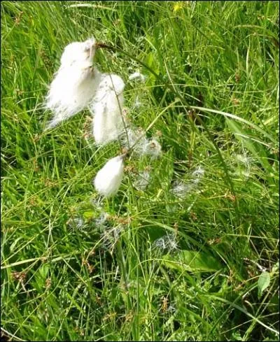 De longs poils blancs et soyeux forment des sortes de houppes. On les rencontre dans les prs humides, les marais et les tourbires, gnralement en altitude.