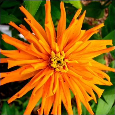 Il existe de nombreuses variétés de zinnias. À qui le nom de la plante fait-il un clin d'il ?