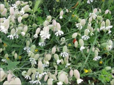 C'est une espèce très commune, à calice fortement renflé mais étroit au sommet, fleurs blanches que l'on se plaisait, enfant, à faire exploser.