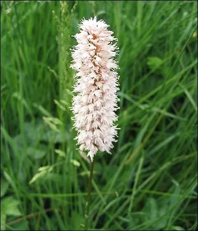 C'est une plante annuelle poussant en montagne dans les prés humides. La tige est érigée, mince, portant peu de feuilles. La bistorte a aussi le nom de :