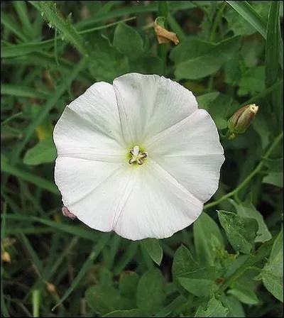 Plante rampante ou grimpante dont la tige, dans la plupart des cas, s'enroule dans le sens inverse des aiguilles d'une montre.