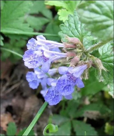 Plante de 5 à 25 cm, velue et molle, à tige rampante s'enracinant aux noeuds. Les tiges florifères sont dressées.