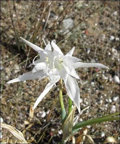Le lis maritime, encore appelé lis des sables, ou bien lis de mer appartient à la famille des :