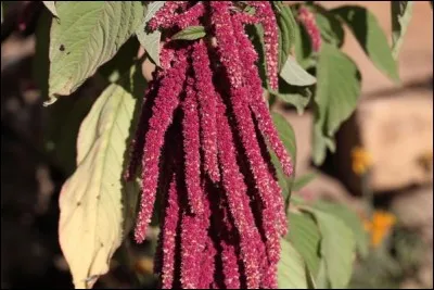 Quelle est cette fleur que l'on appelle queue de renard ?