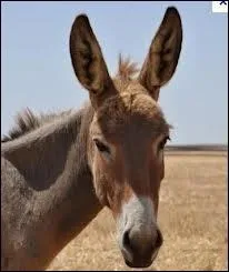 Grce aux oreilles de cet ne , on peut voir que celui ci est... .