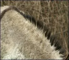 La crinire de l'ne est souvent ...