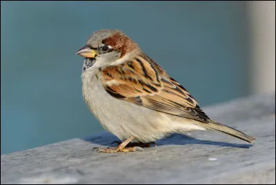 Et si l'on vous dit que vous avez un cr&acirc;ne de piaf, vous pouvez en d&eacute;duire que vous avez aussi une cervelle de...