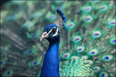 Si vous &ecirc;tes comme lui, un geai vous fauchera vos plumes et ce sera bien fait pour vous !