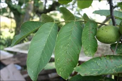 C'est ici qu'il faut placer celle qui peut tre de cajou ou de coco.