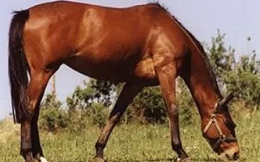 Quiz Galop 1