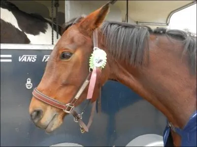 Que se passe-t-il quand un poney met ses oreilles en arrire ?