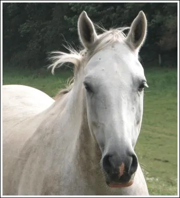 Ton cheval a les oreilles pointes vers l'avant. Qu'est-ce que cela signifie ?