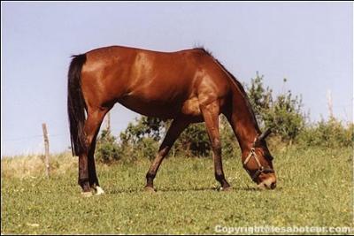 Comment s'appelle un cheval tout marron ?