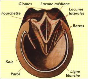 Que fait-on quand le sabot d'un cheval est sale ?