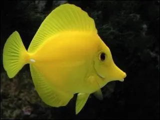 Papa, pourquoi tu ne choisis pas celui de Meurthe-et-Moselle ? Tu ne vas pas me mettre dans l'autre cole, hein ? Dis-moi que c'est un poisson d' :