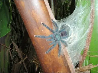 Grosse mygale de Guyane !