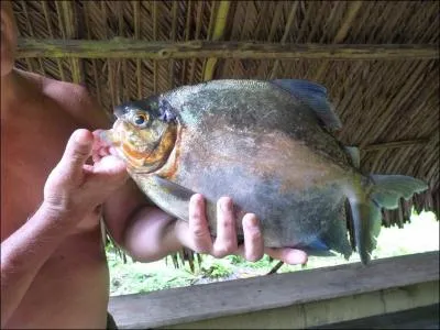 Poisson d'eau douce trs pris en Guyane !
