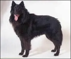 Chien de berger belge,  longs poils noirs.