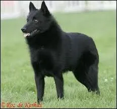 Chien de petite taille,  poil noir, dpourvu de queue.