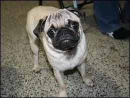 Petit chien  poil ras et au museau aplati.