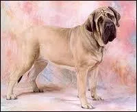 Chien  corps trapu, voisin du dogue de Bordeaux.